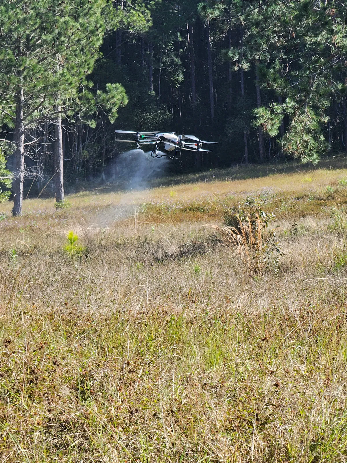 Drone spraying along the edge of a pine plantation