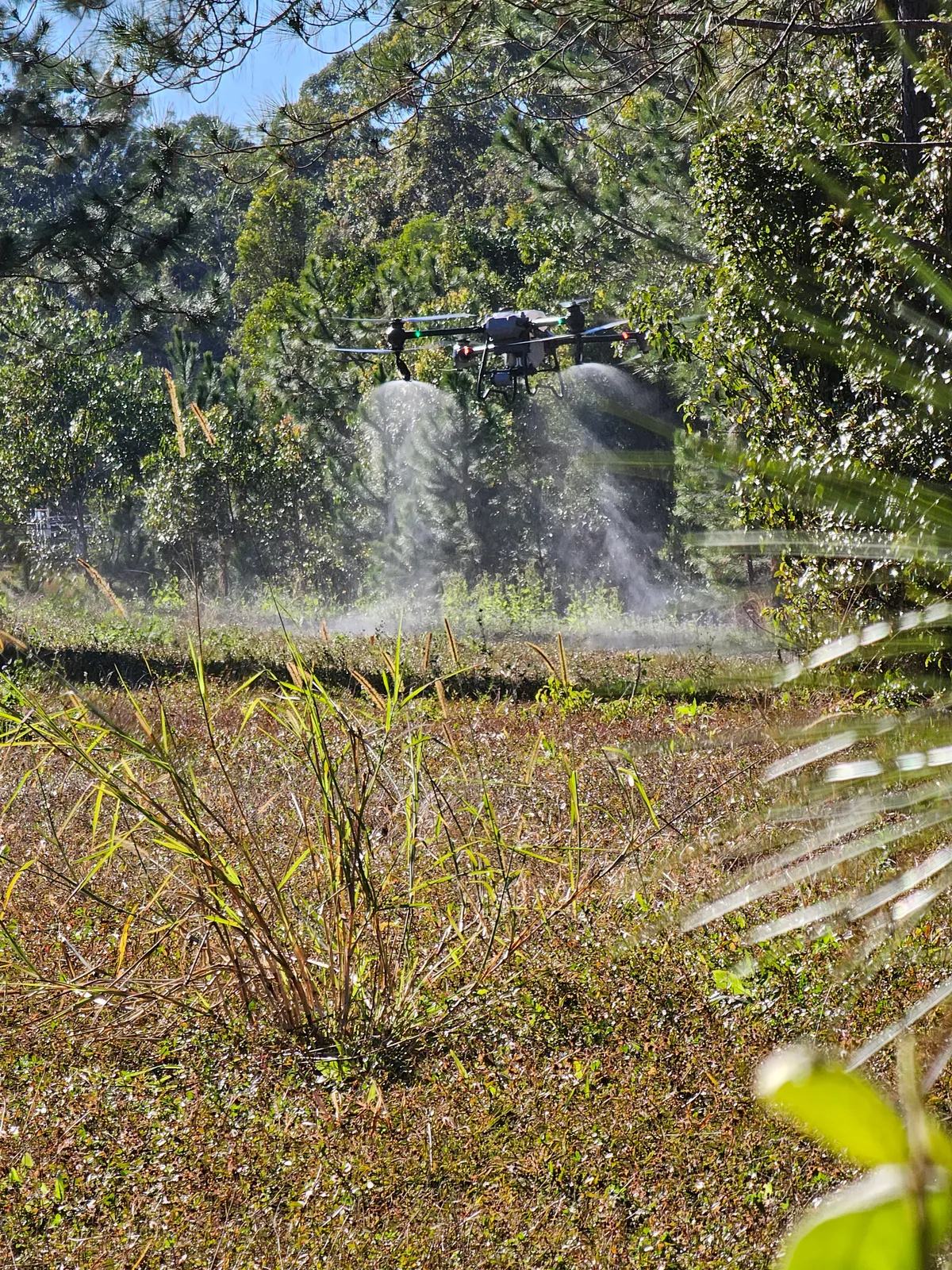 Drone spraying weed regrowth in bushland, framed by foliage